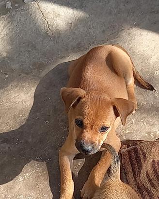 Cucciolo di CHUWAUWA