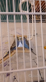 Cocoriti (Pappagallini Ondulati)