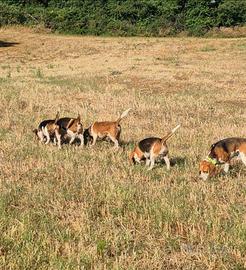 Beagle pedigree