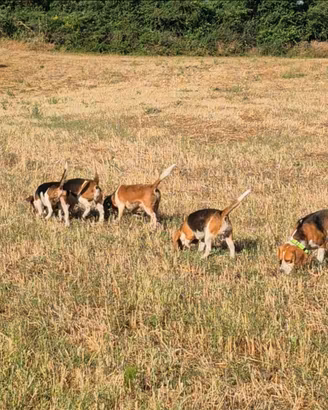Beagle pedigree