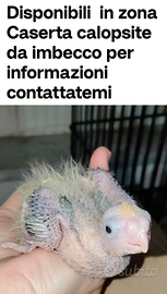 Calopsite da imbecco