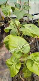 Piante Tamarillo