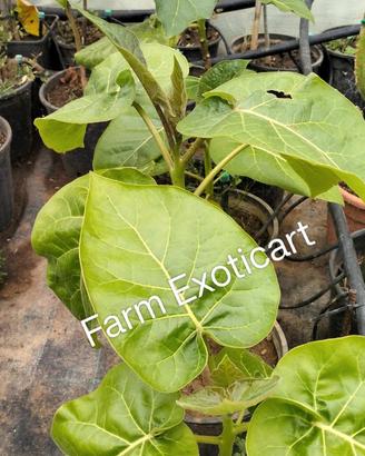 Piante Tamarillo