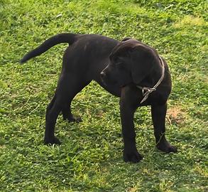 Cuccioli di cane corso