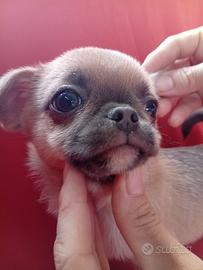 Chihuahua cuccioli