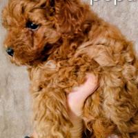 Femmine Barboncini Toy Red