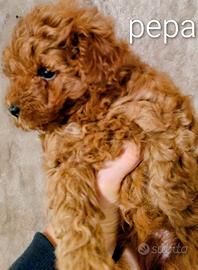 Femmine Barboncini Toy Red