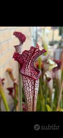 Sarracenia “LombardiG” Pianta Carnivora