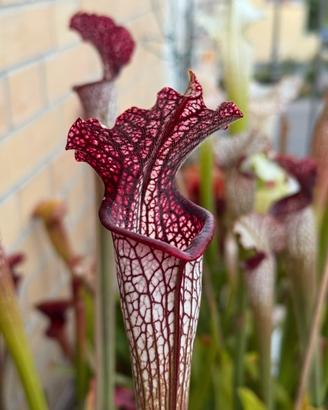 Sarracenia “LombardiG” Pianta Carnivora