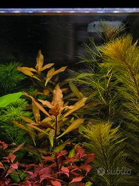 Ludwigia repens pianta acquario 