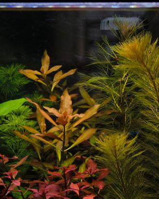 Ludwigia repens pianta acquario 