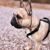 Bulldog francese da monta