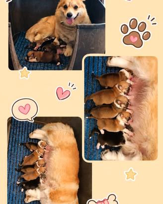 Cuccioli di Corgi