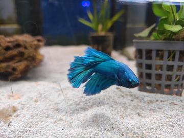 Betta halfmoon