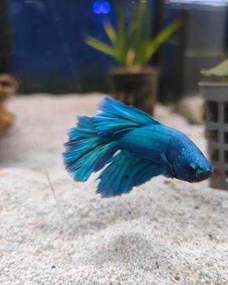 Betta halfmoon