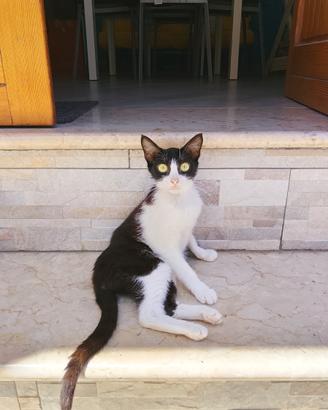 Adozione gattina