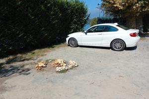 BMW  COUPEdiesel euro 6 consumo medio 21 km litro.