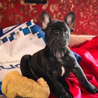 Bulldog francese