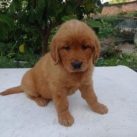 Golden Retriever cuccioli con il Pedigree Italiano