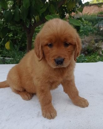 Golden Retriever cuccioli con il Pedigree Italiano