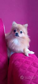 Volpino di Pomerania