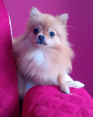 Volpino di Pomerania