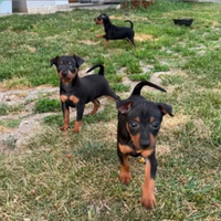 Cuccioli di pinsher