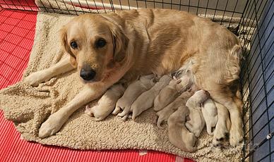 Cuccioli golden retriever