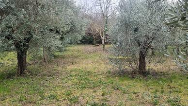 Terenno montecompatri