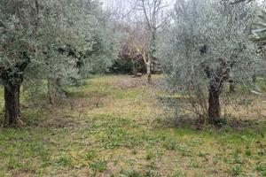 Terenno montecompatri