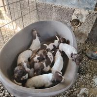 Cuccioli da tartufo o caccia o compagnia