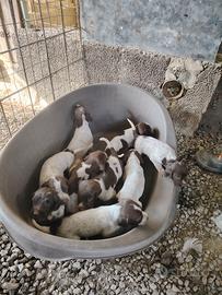 Cuccioli da tartufo o caccia o compagnia