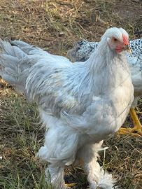 Stupendo giovane gallo Bramha