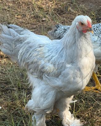Stupendo giovane gallo Bramha