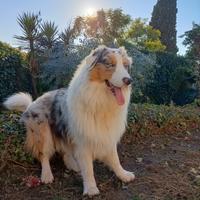 Australian Shepherd per monte