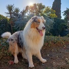 Australian Shepherd per monte