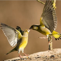 Verdoni mutati e pezzati