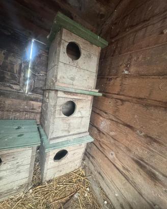 Casette nido avicoli ornamentali