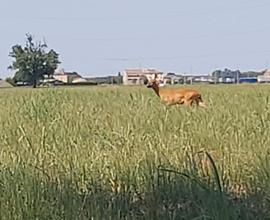 Rustico con ampio terreno