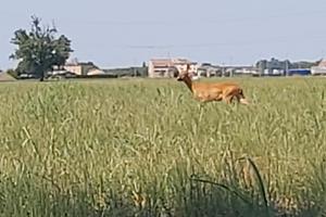 Rustico con ampio terreno