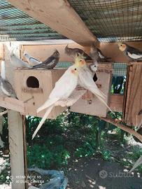 Pappagalli calopsite