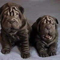 Cucciole di Shar-Pei