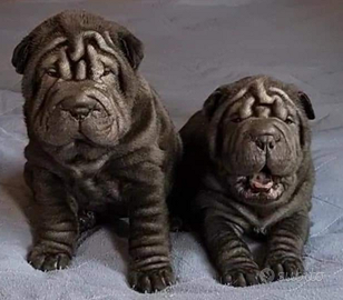 Cucciole di Shar-Pei