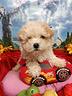 taglia-molto-piccola-taglia-toy-malti-poo-