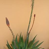 Pianta di Aloe