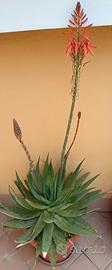 Pianta di Aloe