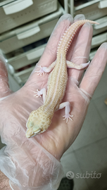 Geco leopardino