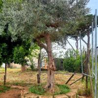 Pianta di oliva leccino