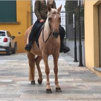 Cavalla per passeggiate