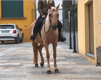 Cavalla per passeggiate